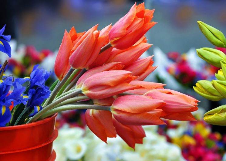 Marché printanier_Saint-Puy