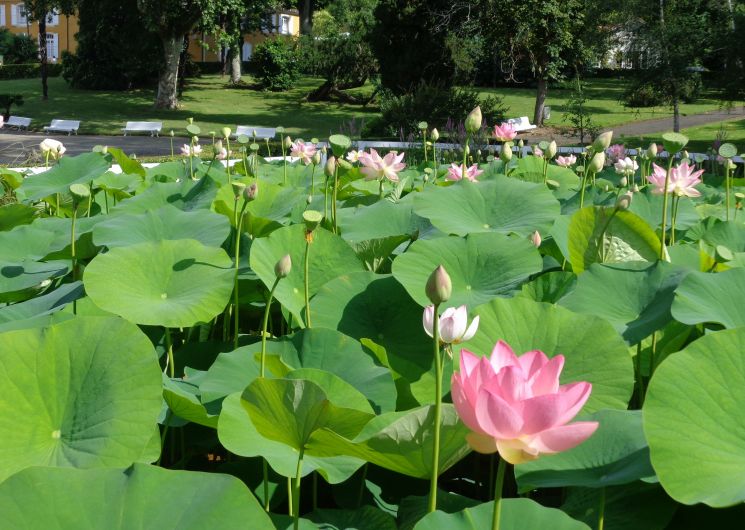 Randonnées guidées Pass en Gers à Cazaubon Barbotan-les-Thermes_Cazaubon