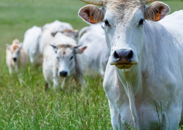 Foire de la Madeleine_Montesquiou
