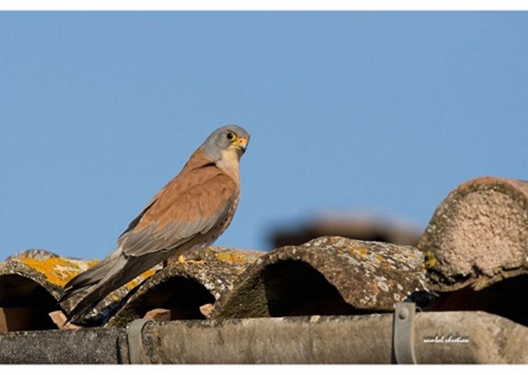 Découverte des Faucons Crécerellettes_Saint-Pons-de-Mauchiens
