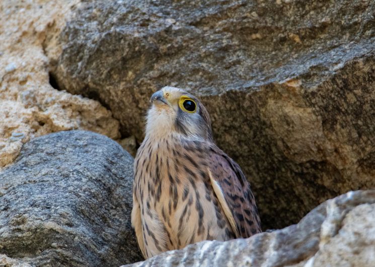 Balade ornithologique_Lautrec