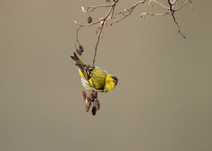 Balade ornithologique_Lautrec