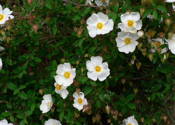 Avril en balade 2026 balade botanique et ethnobotanique en garrigue