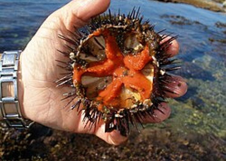 8ème édition de l’Oursinade_Palavas-les-Flots