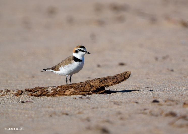 Balade avec le Conservatoire du littoral_Sérignan