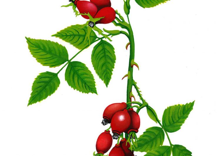 Exposition dessins -Butinerie - Perrine PÉe