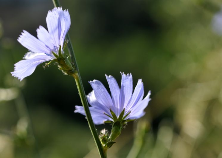 Balade Botanique_Le Vigan