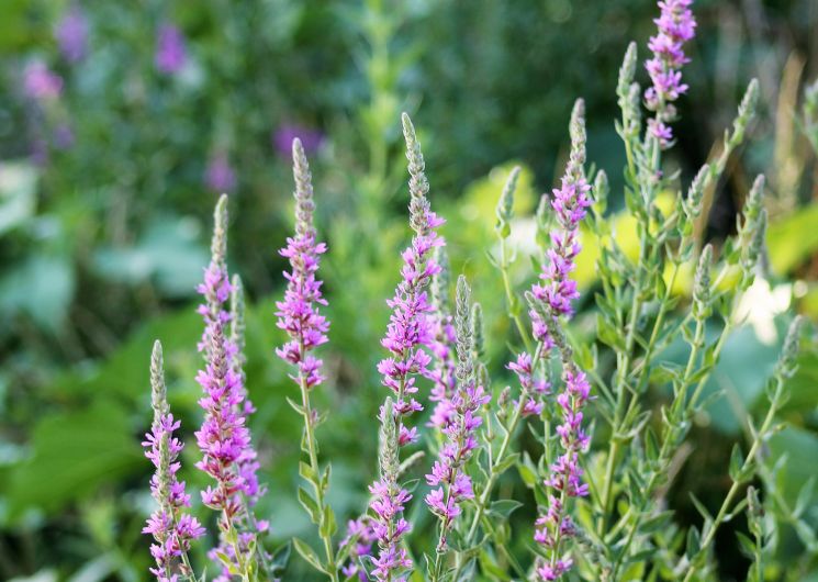 Avril en balade 202 - Sortie botanique