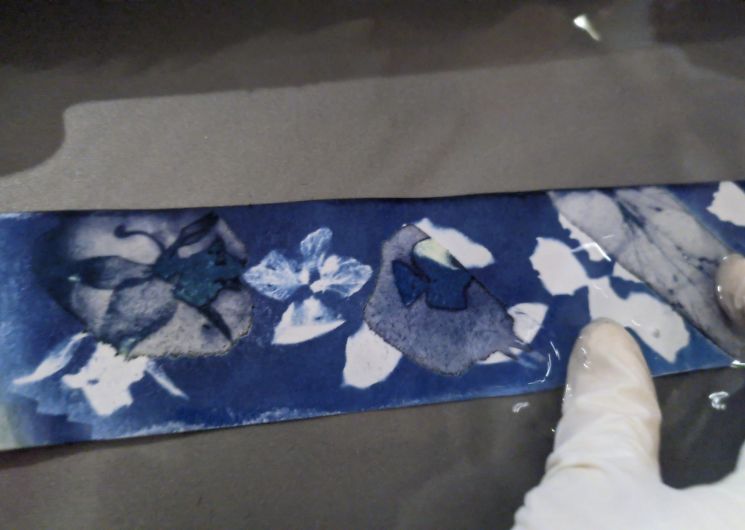 Journée Balade découverte et atelier Cyanotype_Le Mas-d'Azil