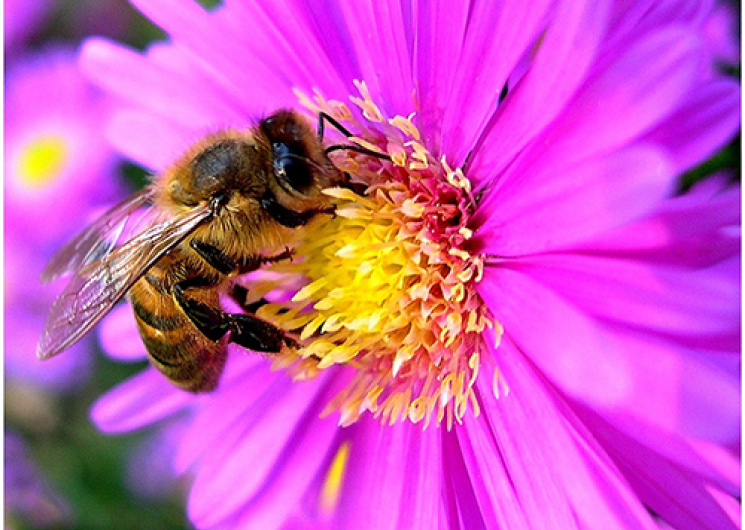 Exposition sur les Parcs et jardins du Gard_Saint-André-de-Roquepertuis