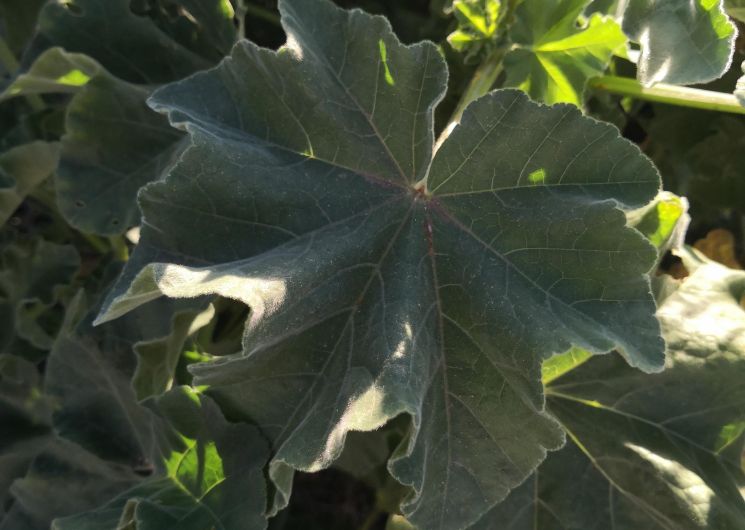 Balade gourmande en garrigue_Castelnau-de-Guers