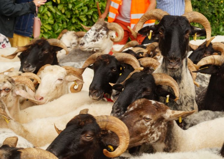 Transhumance