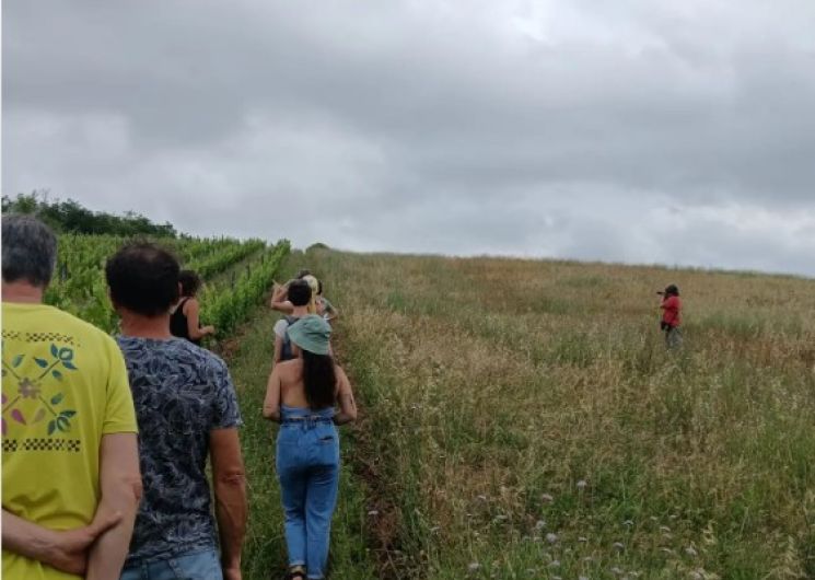 Balade Ornitho' dans les vignes - Enclos des Braves 1