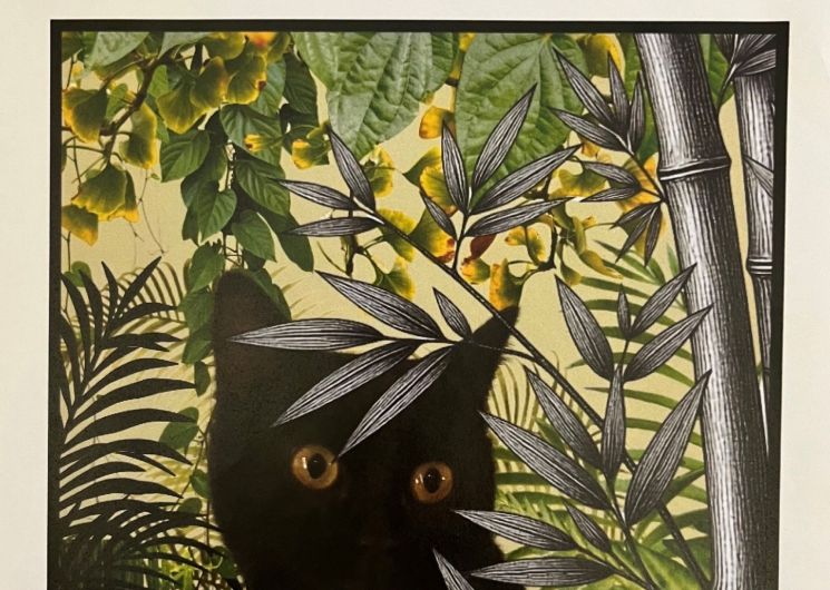 EXPO DES CHATS_Lapenne