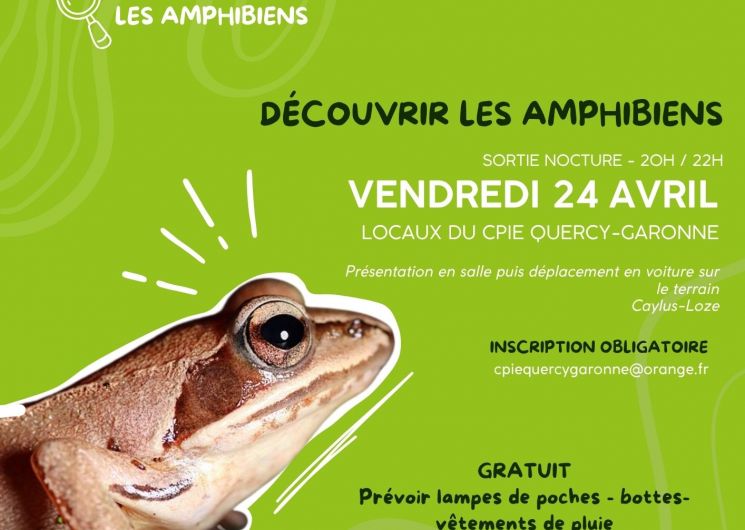 Affcihe sortie nocturne Amphibiens