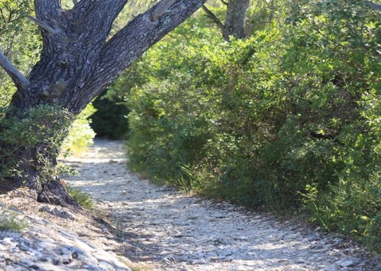 Sortie nature - Les secrets murmurés des arbres_Castillon-du-Gard