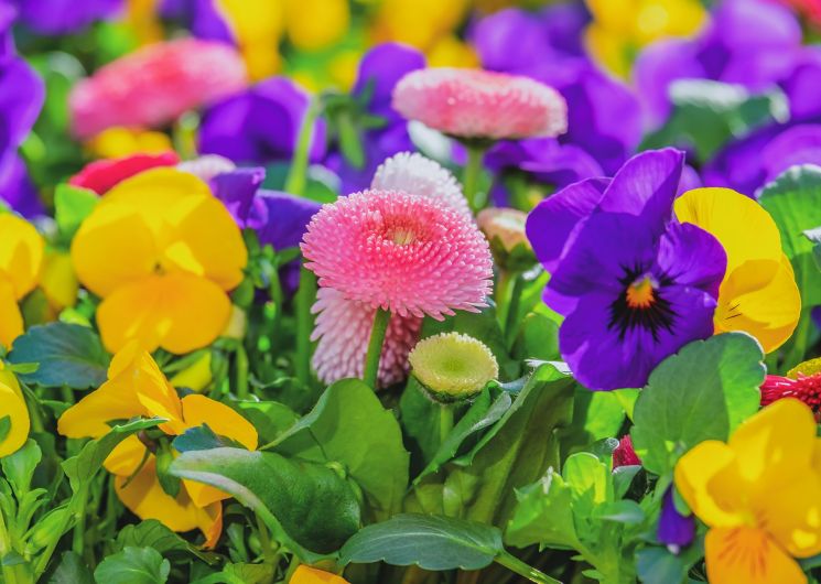 marché aux fleurs
