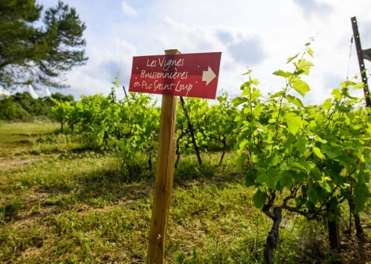 Les Vignes Buissonnières 2026_Brouzet-lès-Quissac