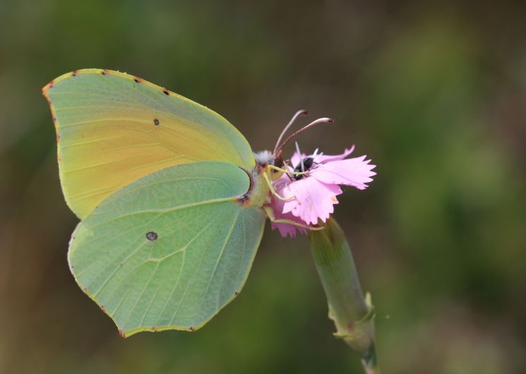Balade - A la découverte des insectes
