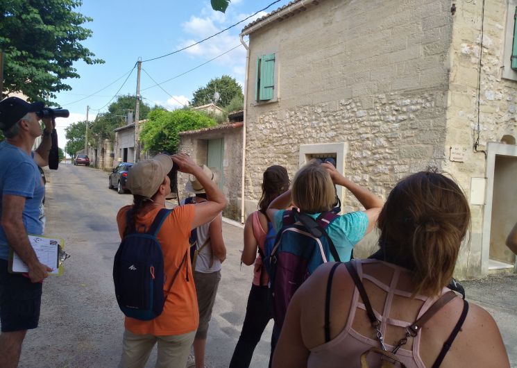 Balade - Hirondelles et martinets de la Réserve Naturelle