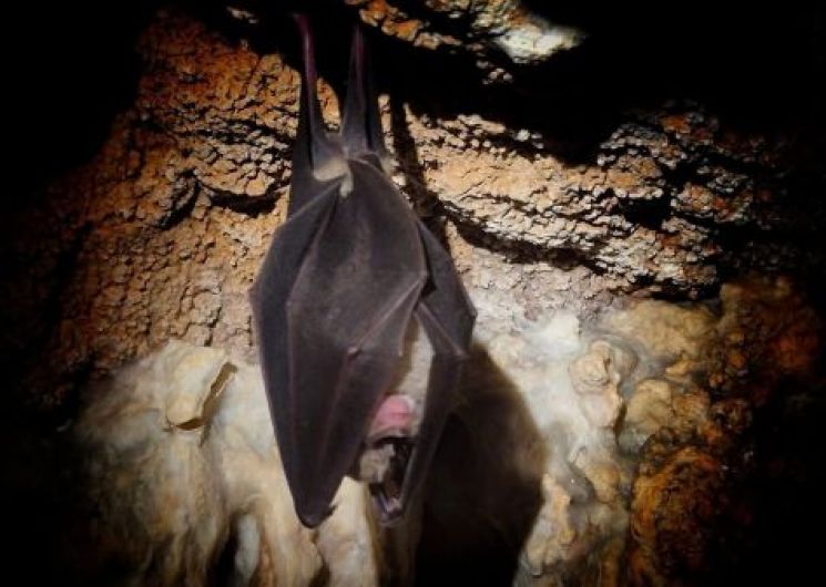 Balade d’observation des chauve-souris dans la Mer des Rochers_Sauve
