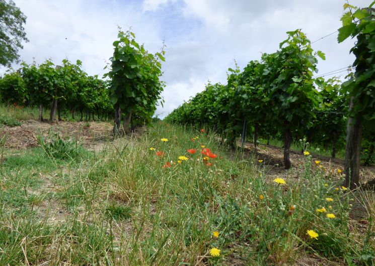 Balade commentée dans les vignes