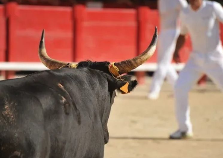 Courses Camarguaises - Trophée des As Arènes de Beaucaire_Beaucaire