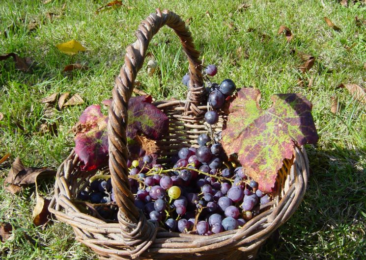 27ème Ronde du Gaillac Primeur®_Cahuzac-sur-Vère