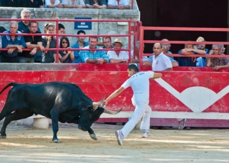 Courses Camarguaises - Trophée Niveau Avenir à Fourques_Fourques