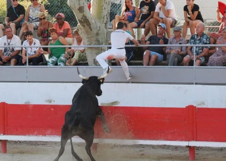 Courses Camarguaises - Trophée Niveau Avenir à Jonquières-Saint-Vincent_Jonquières-Saint-Vincent