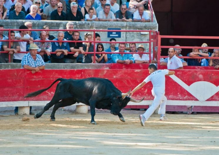 Courses Camarguaises - Trophée Niveau Avenir à Vallabrègues_Vallabrègues