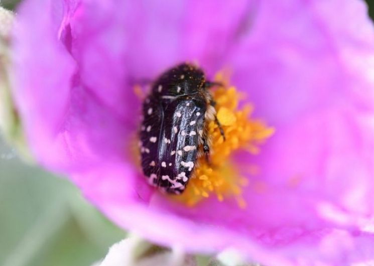 Fête de la nature - Découverte des insectes pollinisateurs