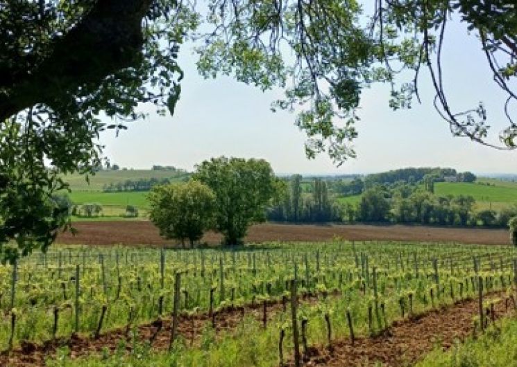 Balade œnotouristique au cœur des vignes_Cestayrols
