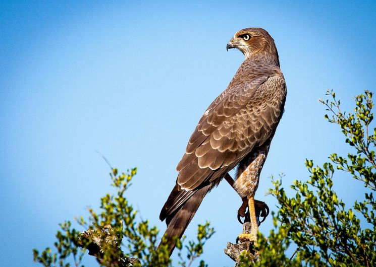 Balade - Les rapaces de nos garrigues_Collias