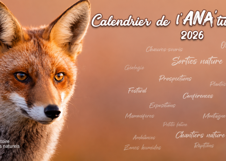 Micro-safari en herbe_Foix