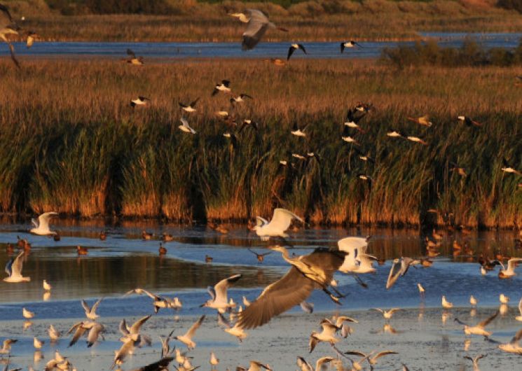 Oiseaux et chauve-souris au soleil couchant_Agde