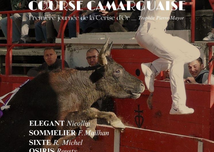 Course Camarguaise - 1ère journée de la Cerise d'Or_Remoulins