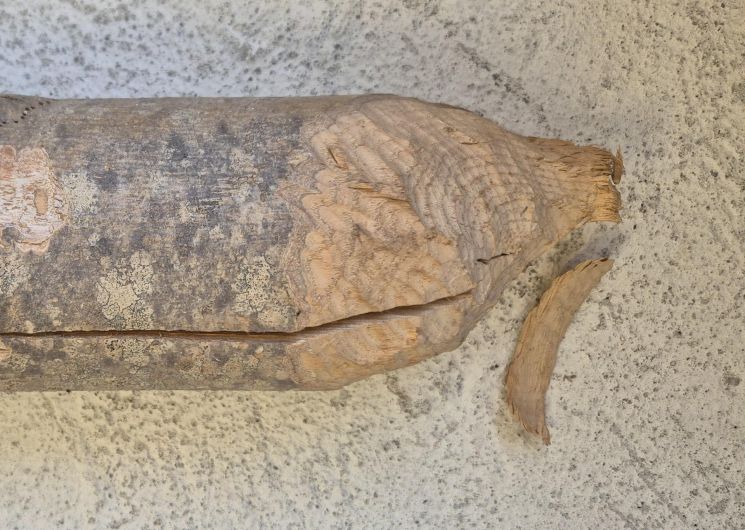 Un été dans le parc - Affût Castor_L'Estréchure