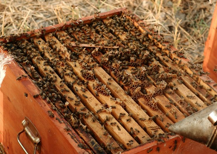 Visite à la ferme - Les ruchers d'Embideau_Saint-Cricq