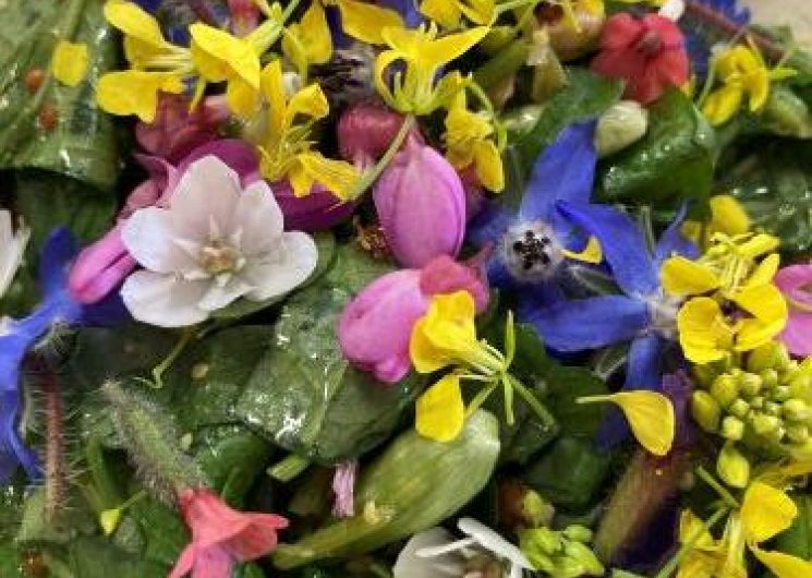 Atelier Balade, cueillette, cuisine florale et dégustation_Lautrec