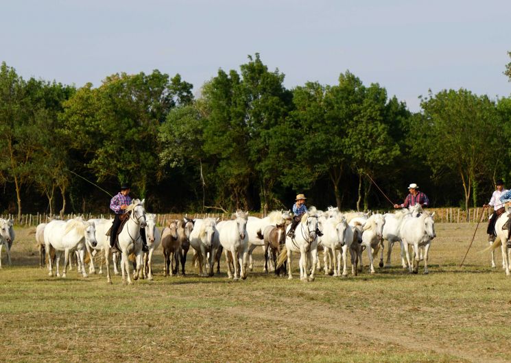 A la rencontre du cheval Camargue_Le Cailar