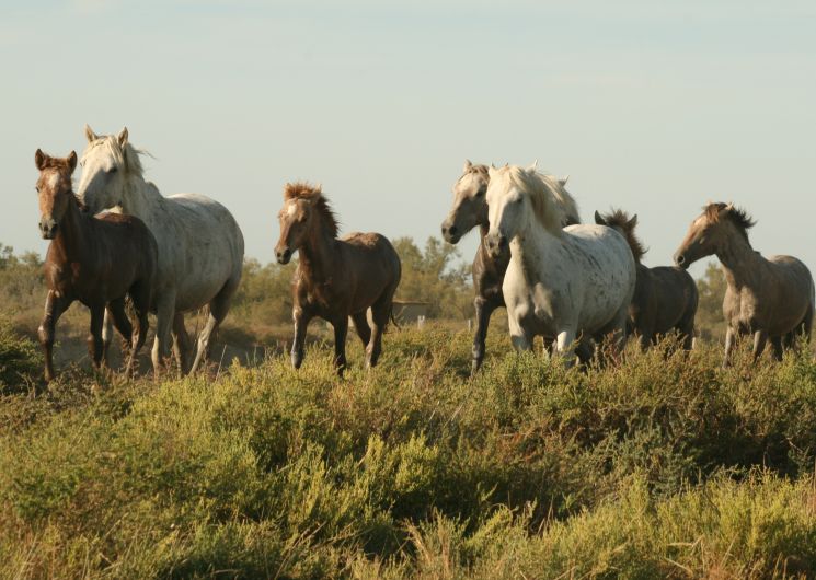 A la rencontre du cheval Camargue_Le Cailar