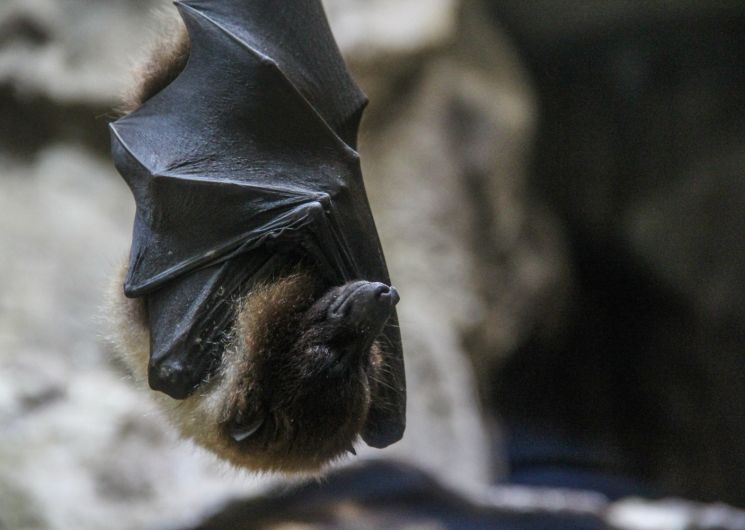 Exposition «Chauves-souris, une vie renversante»_Roquemaure