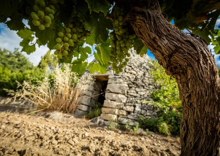 Balade et commentée dans le vignoble et dégustation de vins_Bourdic