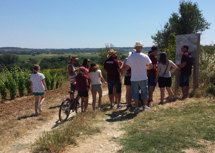 Balade et commentée dans le vignoble et dégustation de vins_Bourdic