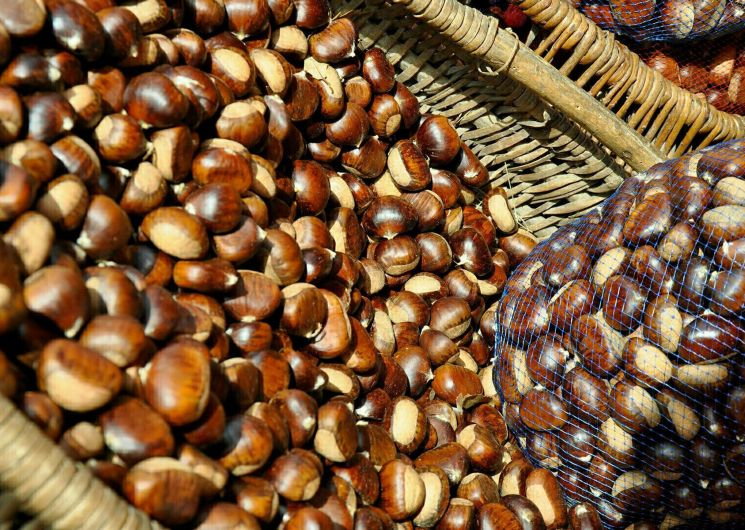 Un castanéiculteur en Cévennes