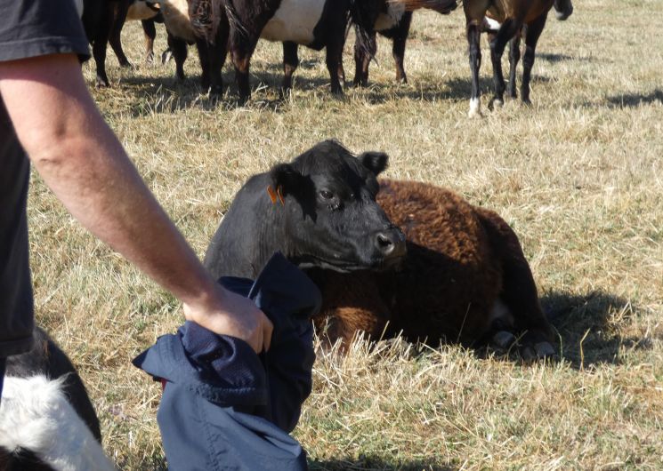 Visite à la ferme de Peyrouse_Padiès