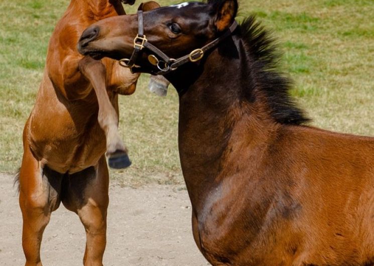 Les Automnales au Haras d'Uzès_Uzès