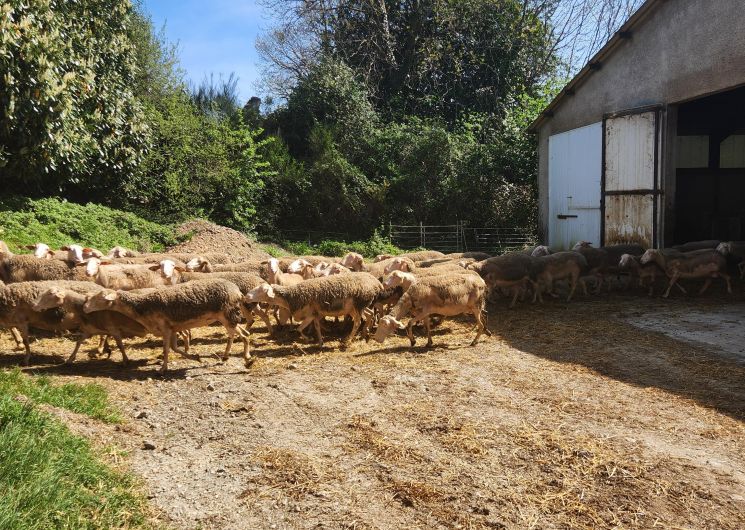 Visite de l'élevage de brebis de Fabien Blanc et dégustation de roquefort_Cadix