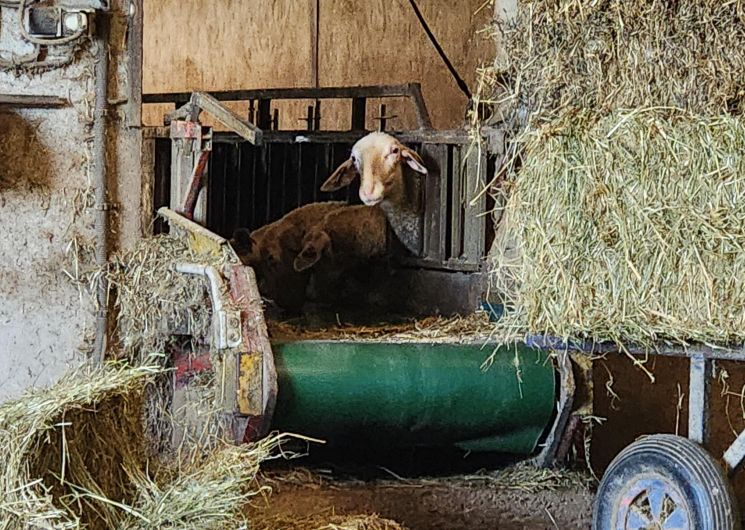 Visite de l'élevage de brebis de Fabien Blanc et dégustation de roquefort_Cadix